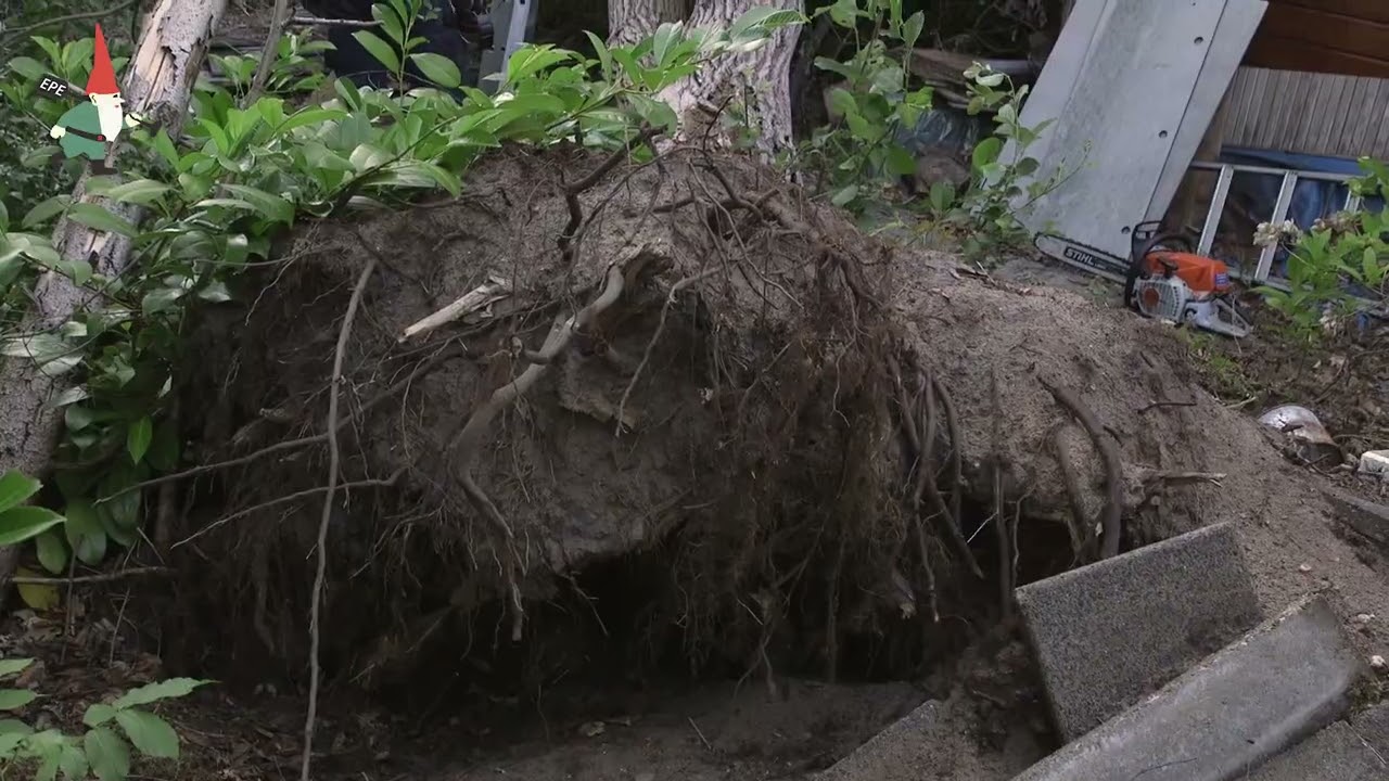 Bomen kappen - Hoveniersbedrijf de Tuinkabouter B.V. in EPE