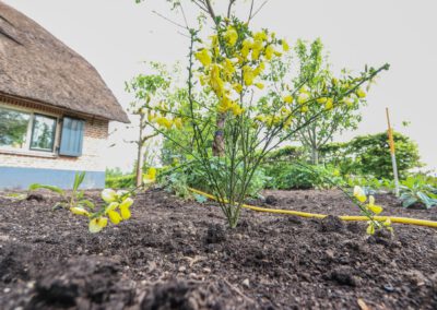 hoveniersbedrijf-de-tuinkabouter-in-epe-58